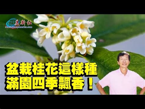 家種桂花|【種桂花】桂花種植不藏私！從新手到達人，在家就能。